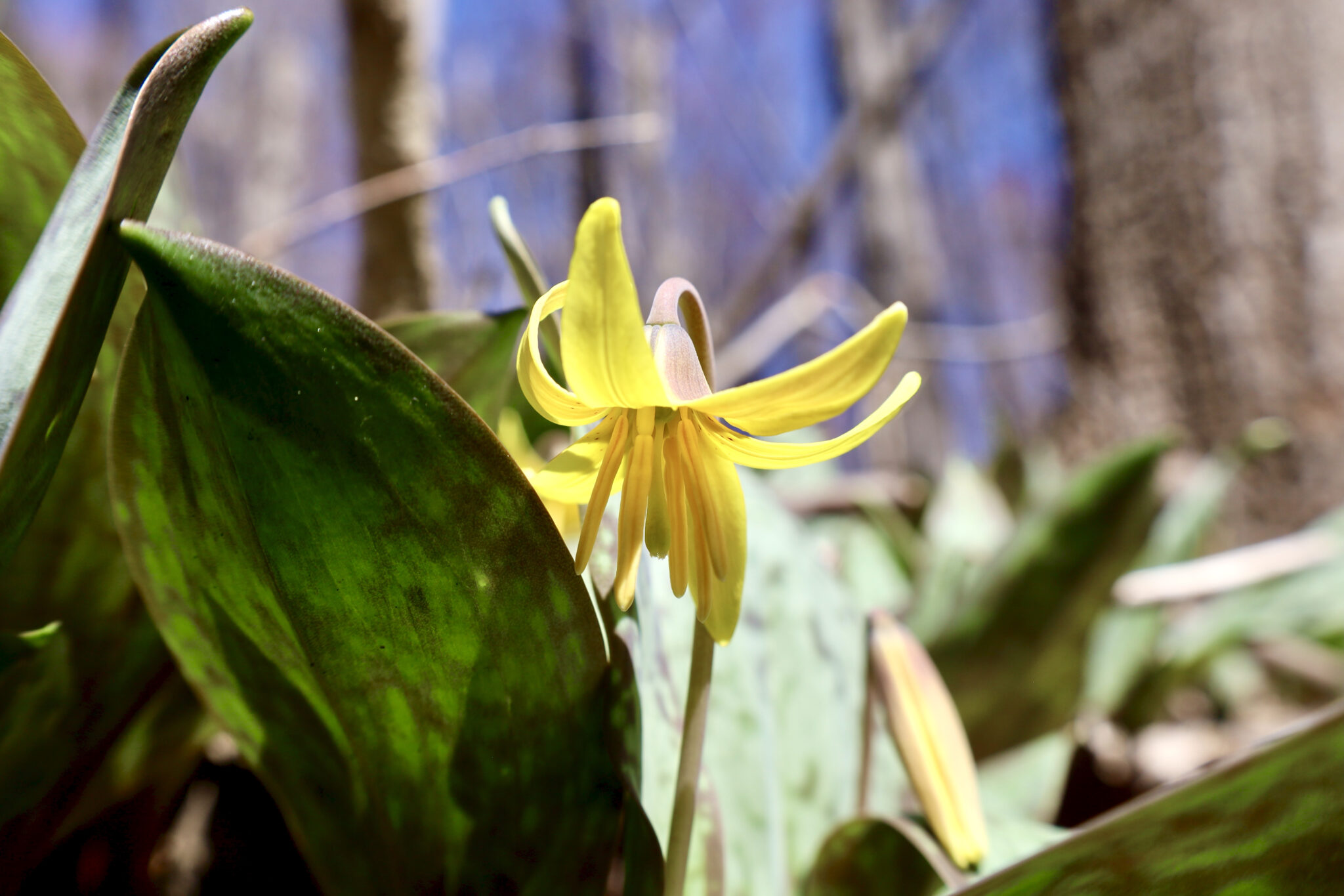 Save Fairview Forest!